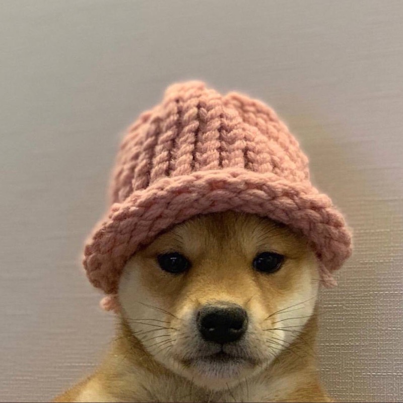 dogwifhat token image