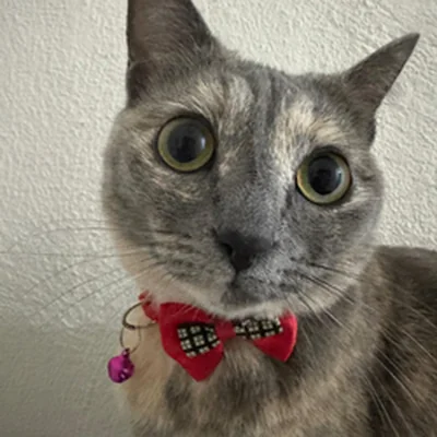 Elizabeth the cat