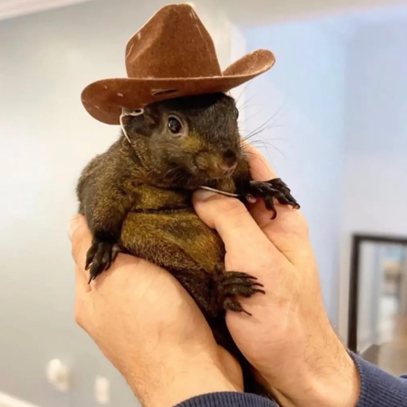 Peanut the Squirrel token image